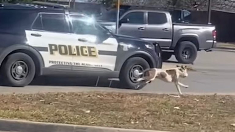 Heartbreaking Video Shows Dog Chasing Police Car After Owner Arrested