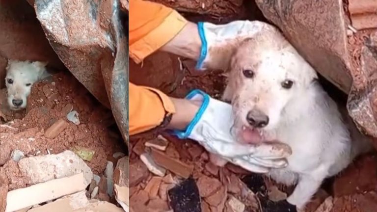 Watch: Dog Found Alive in Rubble After Deadly Landslide in Brazil