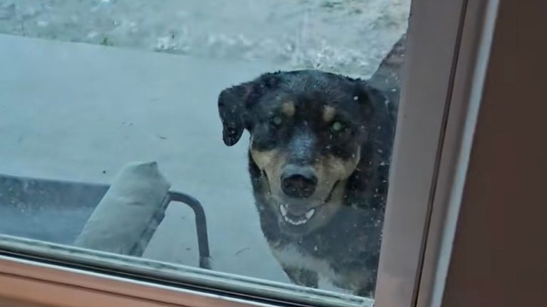 dog plays in heavy rainstorm