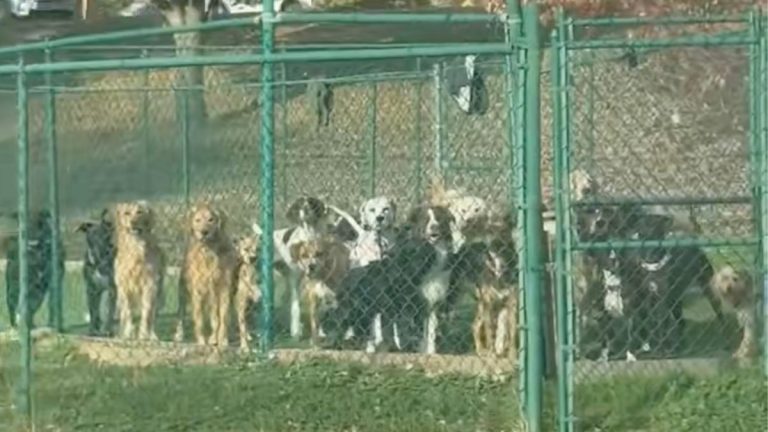 dogs at daycare @ninabucksner