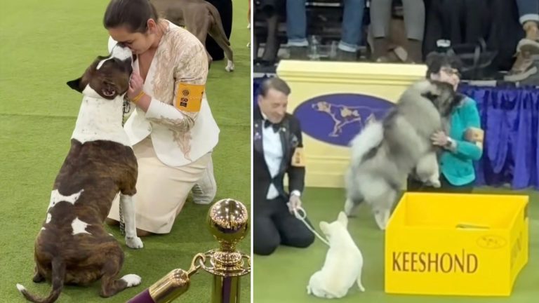 dogs being dogs at Westminster Kennel Club Dog Show