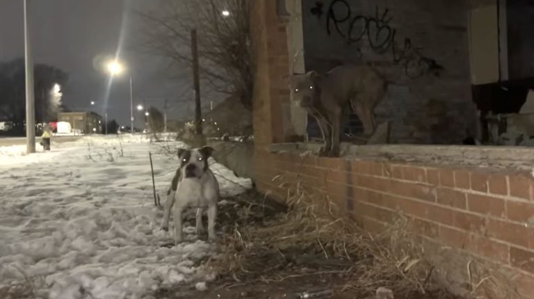 dogs rescued from the cold