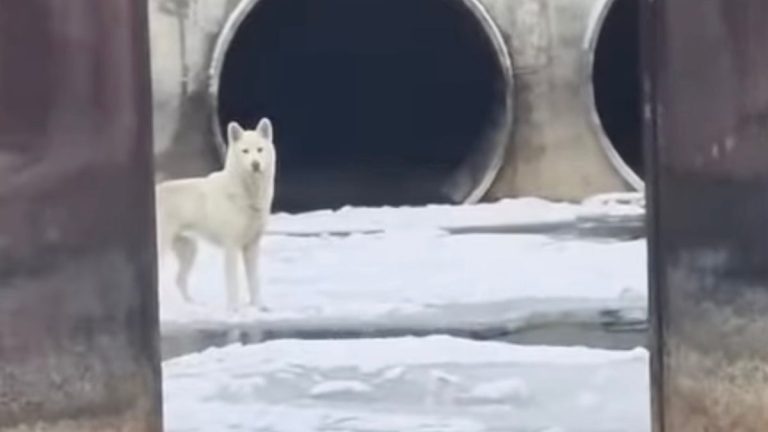 Dog Stranded on Icy Detroit River Rescued Thanks to Quick-Thinking Fishermen