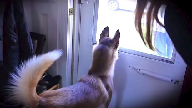 Puppyhood Sweethearts Reunite on Valentine’s Day in the Cutest Visit Ever