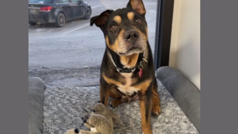 Senior Dog Found Shivering on Porch Adopted by the Officers Who Saved Him