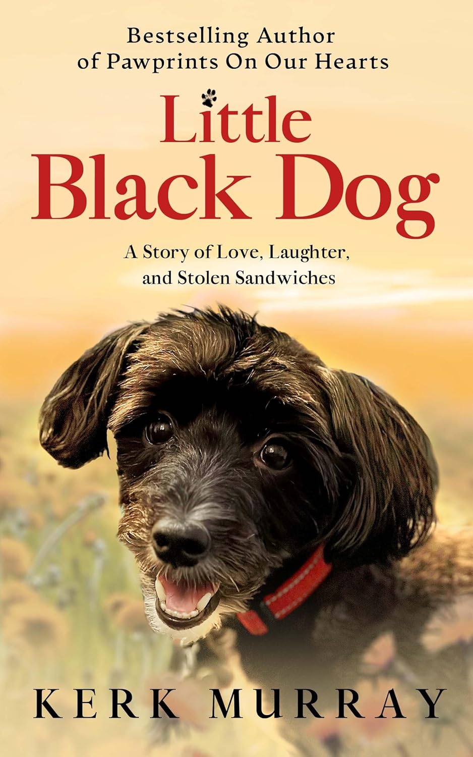 Little black dog