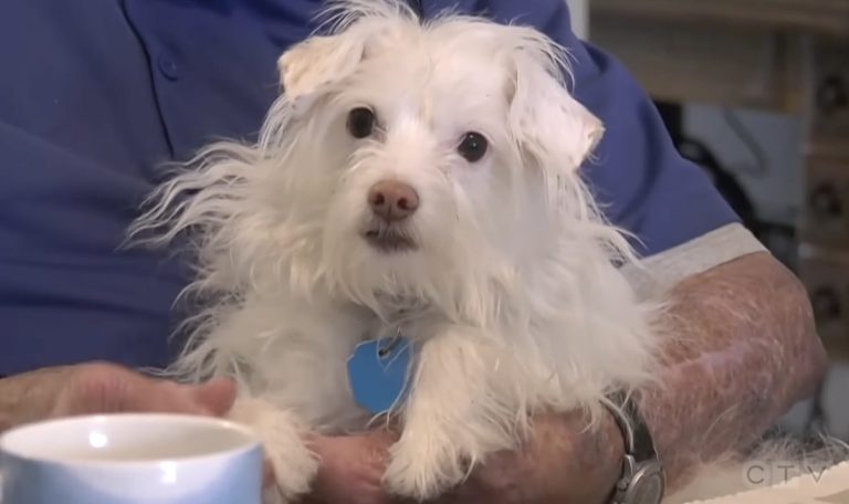 dog saves neighbor after fall in snow
