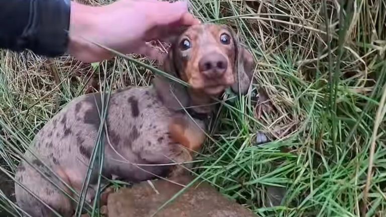 runner finds lost dachshund