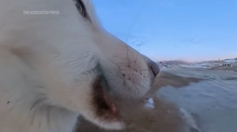 Sled dog steals camera