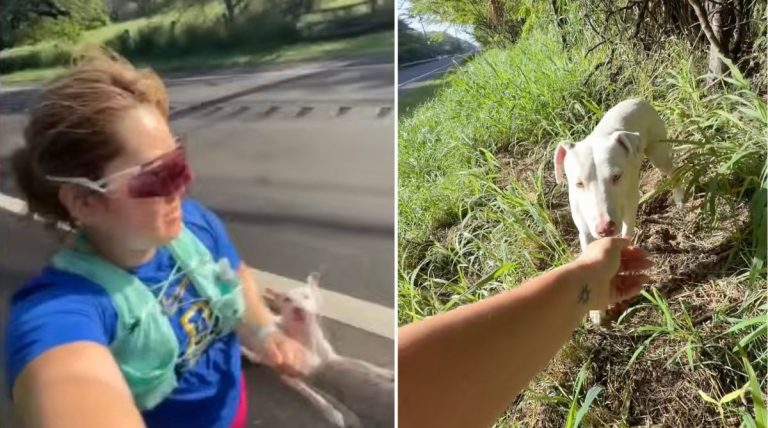 stray dog follows runner