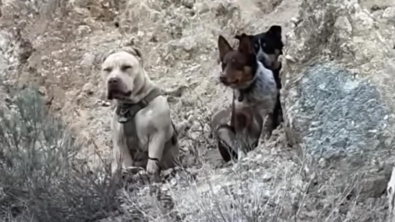 Three dogs rescued on Texas Canyon