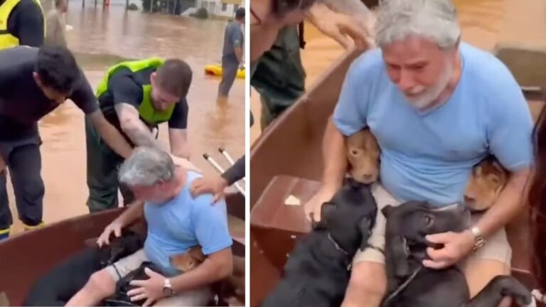 Saved From Floodwaters, Man Refused to Leave Without His Four ‘Children’ — Rescuers Discovered They Were His Dogs