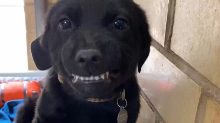 Nobody Wanted to Adopt This Sick Shelter Puppy, Then He Started Smiling