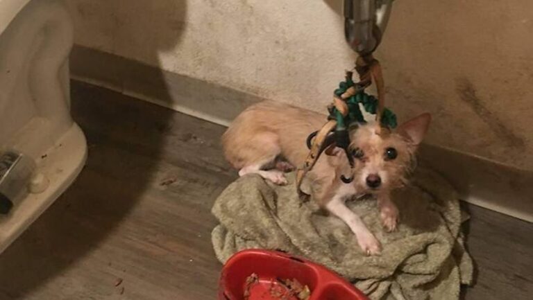 Tiny Dog Left Tied Beneath Bathroom Sink With Only Raisin Bran Finds the Love She Deserves