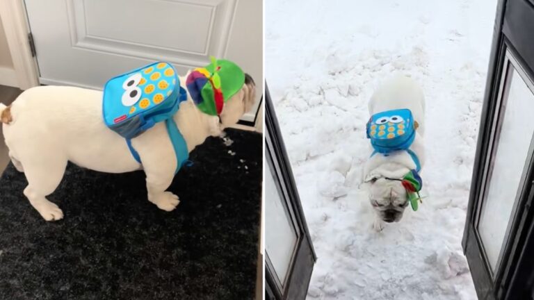Cookie Monster Bulldog Delivers Snacks to His Doggie Friends on the Bus