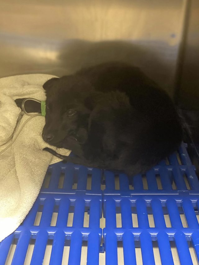 puppy caught parvo