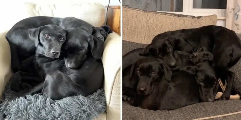 People Are Stumped By How Many Dogs Are In This ‘Labrador Cuddle Puddle’