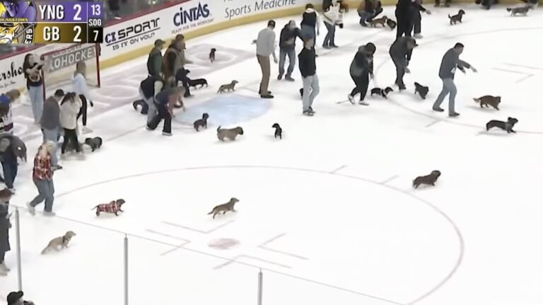 ‘Release the Wieners!’ Dachshund Race on Ice Has Crowd Cheering