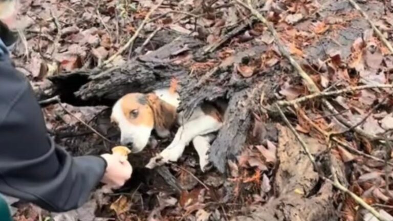 Alone and Injured, Dog Waits in Hollow Log for Someone to Save Him