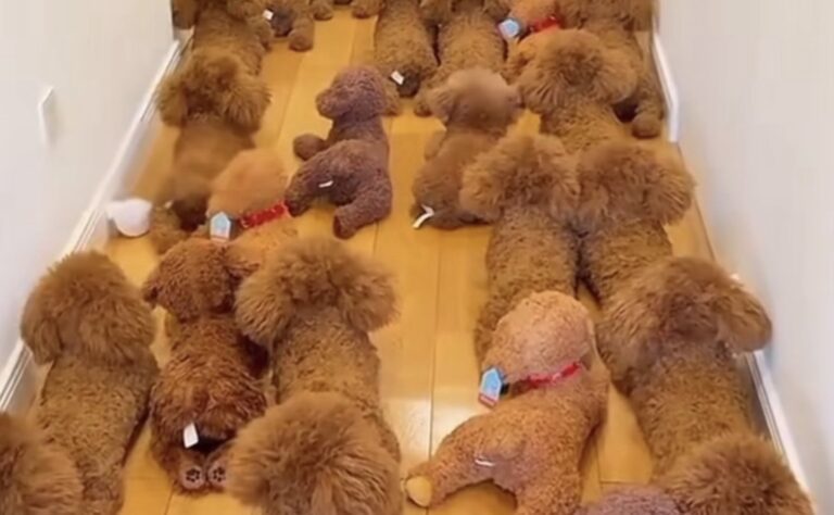 Puppy Adorably Hides Among Stuffed Animals