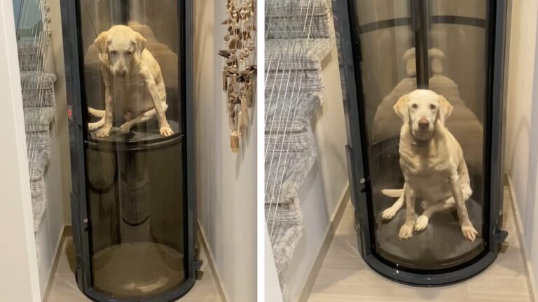 Senior Dog With Hip Dysplasia Gets the VIP Treatment—A Personal Elevator