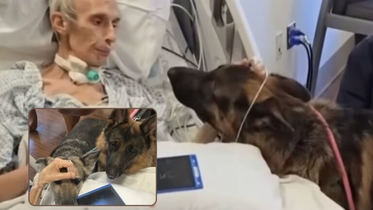 Dying Man’s Final Wish Was To Say Goodbye To His Two Dogs — Now They Need A Home Together