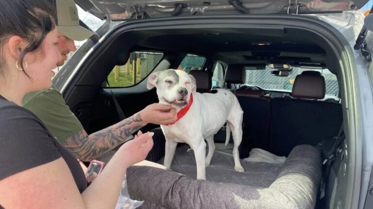dog reunites with family after 11 years