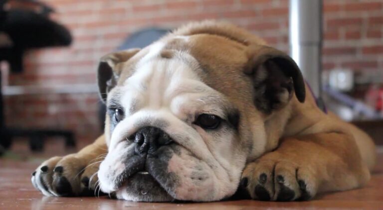 Grumpy English Bulldog Puppy Shares a Few Choice Words