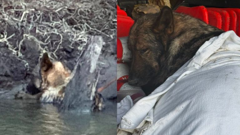 Dog Found Barely Keeping Head Above Water Saved by Strangers and Fire Crews