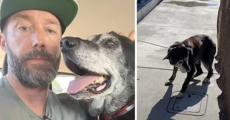 Man Takes Senior Dog Home So He Won’t Die Alone—But the Dog Finds New Purpose