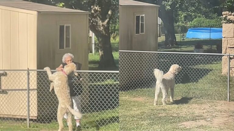 Watch: Dog Visits Her 94-Year-Old Friend Every Morning—Even After She’s Gone