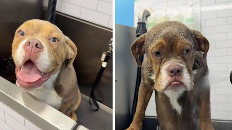 Bulldog Loved His Muddy Walk — Then Came Bath Time