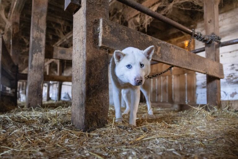 55 Huskies Rescued from Heartbreaking Conditions in Vermont Barn