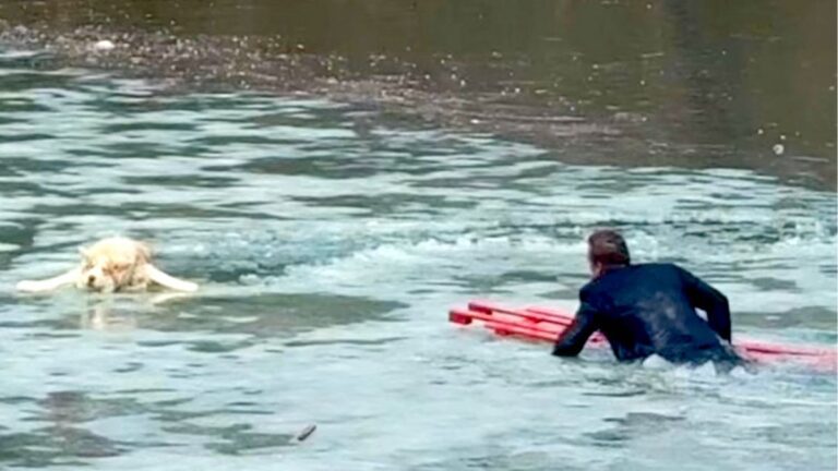 Man In Suit Plunges Into Icy Pond To Save Drowning Dog