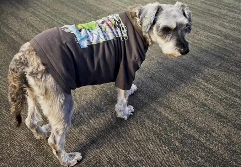 ‘Our Three Best Days of Work’: Police Care for Lost Dog Found 1,500 Miles From Her Family