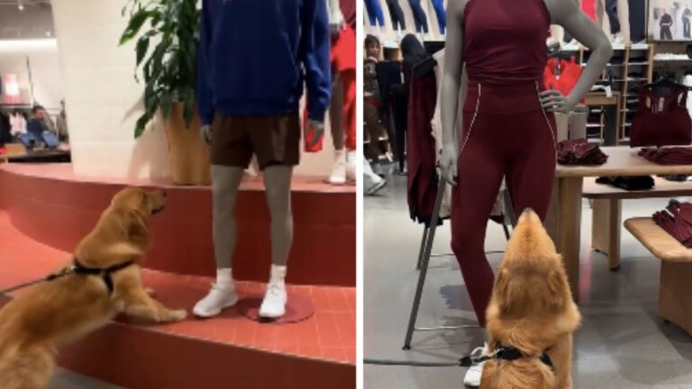 Golden Retriever Mistakes Mannequins for Treat-Giving Employees
