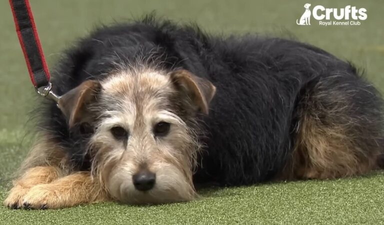 Stray Dog Who Saved Three Puppies Not Her Own Wins Scruffts at Crufts