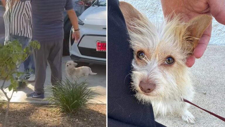 Stray Dog Follows People Around Car Dealership Begging For Someone to Notice Him