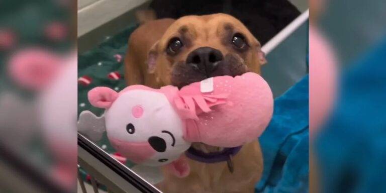Sweet Shelter Dog Offers Her Favorite Toys to Everyone Who Walks By Her Kennel
