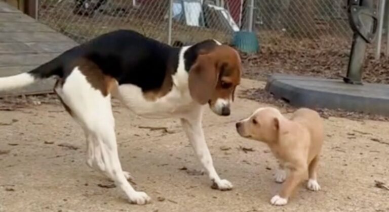 Tripod Dog Becomes the Perfect Guide for a Foster Puppy Learning Life on Three Legs