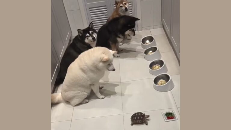 Four Shiba Inus Wait Patiently To Eat Until The Turtle Gets To His Bowl First