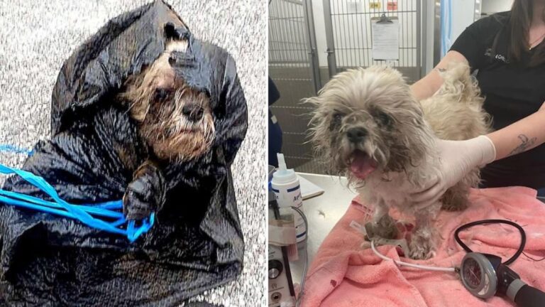 Senior Dog Tossed Into Dumpster Now Safe, Suspect Faces Justice