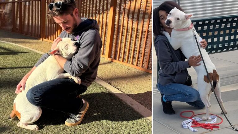 ‘All She Wanted Was Hugs’: The Sweet Shelter Dog Who Hugged Everyone Finally Finds Her Forever Home