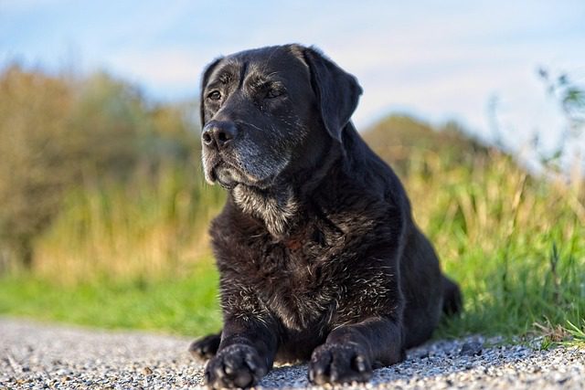 Daily Pill to Extend Senior Dogs’ Lifespan and Quality of Life Reaches Milestone