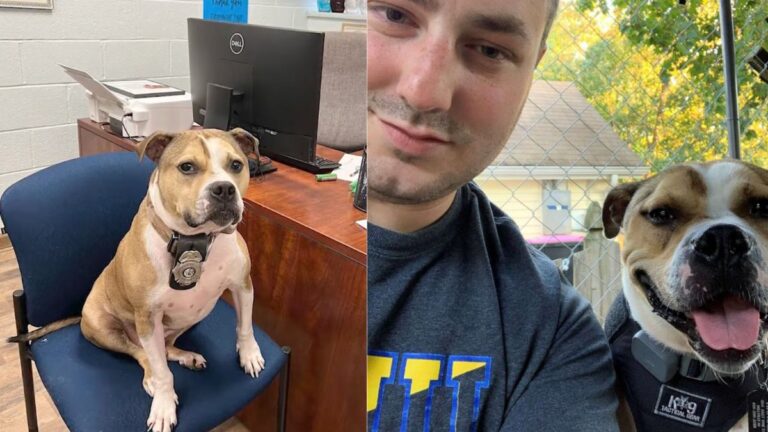 Pitbull Rescued from Dog Fighting Ring Becomes K9 Arson Detective