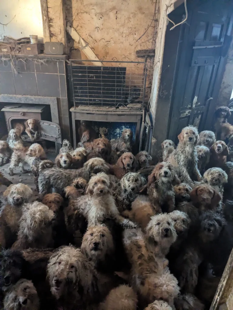 RSPCA Posts Photo of 250 Dogs In Hoarding Case, Has To Clarify It’s Not AI