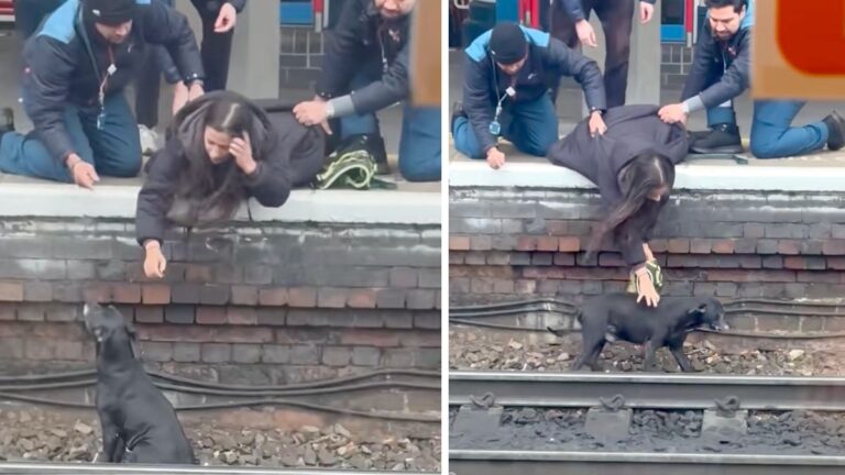Dog Falls Between Train and Platform Pulled To Safety Thanks To Quick Thinking Teamwork