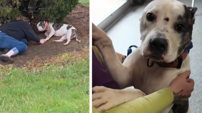 Heroic Pit Bull Jumps In Front Of Gun, Taking Two Bullets For Her Owner