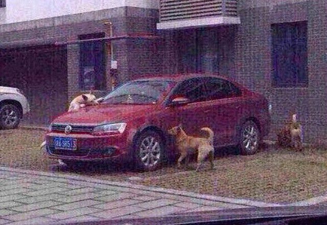 Stray Dog Gets Revenge On Driver Who Kicked Him