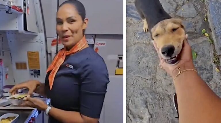 Flight Attendant Collects Leftover Untouched Airline Meals And Feeds Them To Stray Dogs